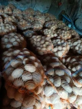 Sprzedam ziemniaki jadalne owacja tajfun pakowane w worki 15kg ziemniaki ladne z jasnej ziemi  zapraszam do kontaktu.naszykowane 300workow
