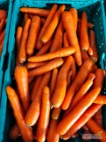 Marchew mloda grubszy kaliber. Opakowanie do uzgodnienia.