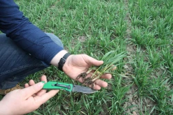 Pszenica na kwaśnych stanowiskach