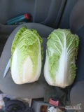 Sprzedam kapustę pekińska grubą oraz handlową opak luz najchętniej 