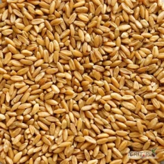 Kupimy pszenicę paszową ,pszenżyto, jęczmień , żyto szybka płatność 