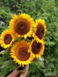 Witam sprzedam kwiaty słonecznika ozdobnego.