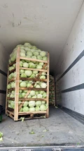 sprzedam kapustę białą 2,5kg + ilości tirowe 