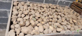 Sprzedam ziemniaki paszowe bez ziemi innych zanieczyszczeń w ilości ponad 2 tony cena 100tona.
