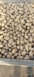 Sprzedam ziemniaki odm. Qeen Anna kaliber  25- 45 w ilości 60 ton oraz odm. Gala kaliber 25- 45 w ilości 100 ton.