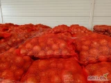 Sprzedam cebulę fazorowana, kaliber 50/70, 60/80,70+ ilości tirowe, worek 10,15kg