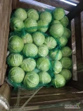 Sprzedam kapustę białą towar pierwszej klasy bez robaka Opakowanie worek 20 kg lub luz Cena transport oraz ilość do ustalenie 