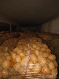 Sprzedam ziemniaki Soraya kaliber od 4.5 w górę, pakowanie worek 15kg lub big bag ilości busowe/tirowe, możliwość transportu oraz...