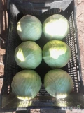 Sprzedam kapustę białą duża ilość kaliber 1kg do2,5kg