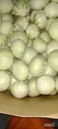Sprzedam kapustę białą kal 1-2,5 kg oraz 2kg + . Odmiany kwaszenie oraz marketowe do długiego przechowywania. Ilości tirowe.