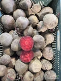 Sprzedam buraki czerwone okragłe i podłużne. Pakowanie worek bb luz 20 ton 