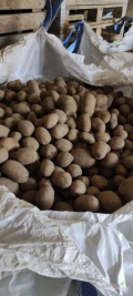 Sprzedam ziemniaki Soraja duże ilości big bag.. cena do uzgodnienia