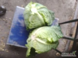 Sprzedam paletowe ilości kapusty włoskiej od 1.5 do 3 kg sztuki i waga 