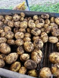Sprzedam ziemniaki młode polskie Riviera, najchętniej luz tir. tel 503109898