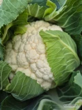 Sprzedam kalafior 6 ladny bialy ilości paletowe