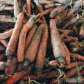 Sprzedam 100 ton marchwi z chłodni . Towar przesortowany . Kaliber od 1,5 do 4 cm. 