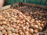 Sprzedam cebulę na worek, tylko luzem, kaliber 60% 6+. Towar ładny fazerowany.
