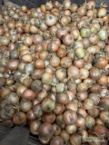 Sprzedam cebulę 7 big bagów 7ton przesortowana sucha, twarda +80mm