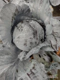 Sprzedam małe i duże ilości czerwonej kapusty z ładnym nalotem. Kaliber 0.5+2.5 kg . Forma pakowanie dowolna. 