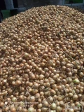 Sprzedam cebule , różny kaliber ( wg. Uzgodnienia) workowana w Worki od 2,5 kg do 30 kg . Możliwość współpracy całorocznej.  