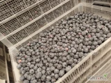 Sprzedam borówkę amerykańska, odmiana: Ventura, Kraj pochodzenia: Maroko, luz 3 kg w skrzynce. Cena 26 zł/ kg