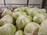 Kapusta biała bardzo dobrej jakości kaliber 1.5-4,opakowanie box carton lub inne ,gotowe do zaladunku dzisiaj popołudniu,...