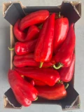 Sprzedam paprykę słodką spiczastą Ramiro 850-900 kilogramów.