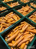 Sprzedam tirowe ilości marchwi marketowej oraz grubej towar myty 