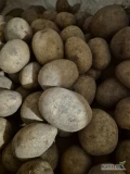 Sprzedam ziemniaki odmiany Gala kaliber 40+ opakowanie big-bag, luz przyszykowane 1 auto możliwoś większych ilości, Queen Anne kaliber...