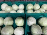 Witam sprzedam kapustę białą -czerwoną-włoską market uszykowany w worki, skrzynki ,Iwka ,biny i karton boxsy ilości tirowe. I...