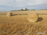 Sprzedam słomę w belach . Bele 120x125 zrobione prasą pasową .GM . Miedzna .Tel . 6 6 2 3 1 9 2 1 4.