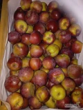Sprzedam ok. 4 t . jabłka deserowego w kalibrze 6-7 , czerwonych odmian. Aktualnie w skrzynkach uniwersalnych. Towar czysty , jędrny....