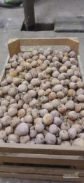 Sprzedam ziemniaki świeża Riviera podkiełkowana zaprawione Moncutem około 750kg. 