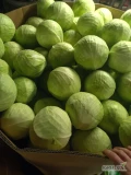 Sprzedam kapustę białą jakość marketowa ilosci busowe jak i tirowe główki od 1.5 kg do 3 kg 