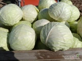 Sprzedam kapustę białą odmiany Novoton duże ilości do przetwórstwa.