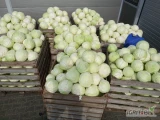 Sprzedam kapustę biała zdrowa bez wciornastka