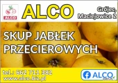 KUPIĘ JABŁKO NA PRZECIERY : GOLDEN , CZEMPION , JONAGOLD ORAZ JABŁKO 