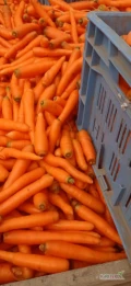 Sprzedam myte odsorty marchewki 4 tony