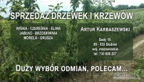 Sprzedam brzoskwinię inka, morele harcot somo i early Orange. Wszystko w niedużych ilościach w cenie 11 zł sztuka 
