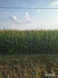 Sprzedam 8,5 ha kukurydzy na pniu w dwóch kawałkach, cena 5tys/1ha
