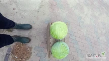 Sprzedam  kapuste płaską gołabkową 1.5-3.5 ładne główki odmiana 