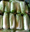 Sprzedam kapustę pekińską bardzo ładna, zdrowa, bez robaka, czysta w środku, kaliber 0,4-1 kg