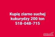 Kupię ziarno suchej kukurydzy 200 ton. 518-048-715
