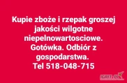 Kupie zboże i rzepak groszej jakości porażone niepelnowartosciowe na gorzelnie i pellet. Gotówka. Odbiór z gospodarstwa. Tel 518048715