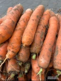 Sprzedam marchew handlową, towar czysty z jasnej ziemi, kopana za nać, szykujemy pod zamówienie, wystawiam fakturę, więcej inf pod nr...