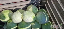 Sprzedam kapustę białą jakość marketowa i przemysłowa opakowanie do ustalenia ilość tirowe i mniejsze 