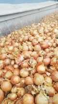 Sprzedamy cebulę wysortowaną, opakowanie do ustalenia BB, worek.