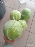 Sprzedam kapustę białą storidora