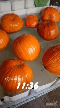 Sprzedam dynie halloween kaliber 3-6 i 6-12. 