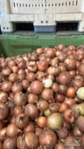 Sprzedam cebulę na obierania ilości tir 